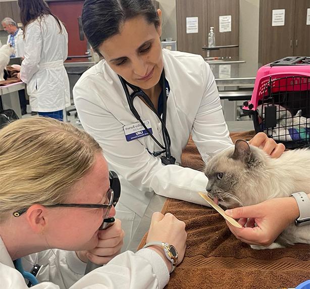 Vet med students tending to an animal.